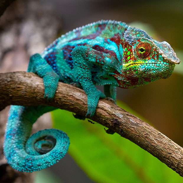 Green chameleon in the jungle