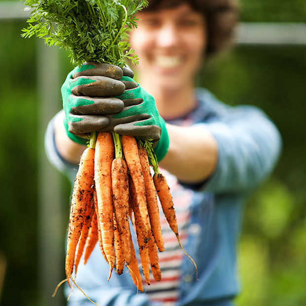 Close up gardener with bunch of carrots in hand in garden